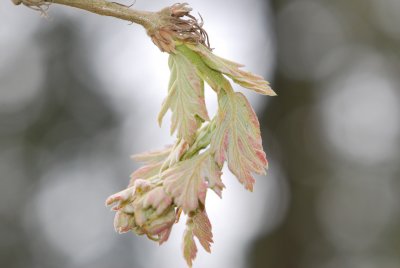 Quercus cerris 'Laciniata'-dub slovenský (cer) - jarní výhonky